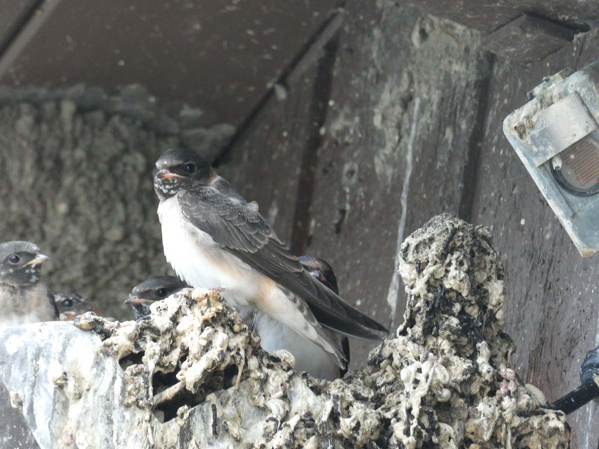 Cliff Swallow - ML643415190