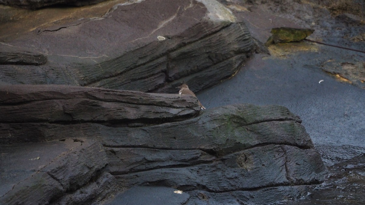 Common Sandpiper - ML643415196