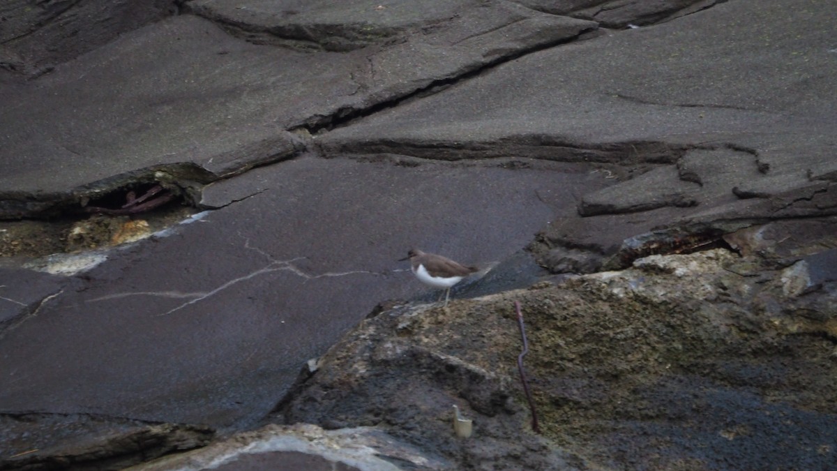 Common Sandpiper - ML643415197