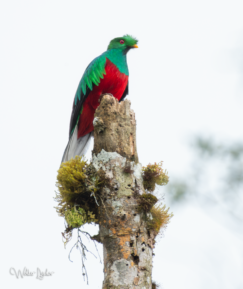 Crested Quetzal - ML643415201