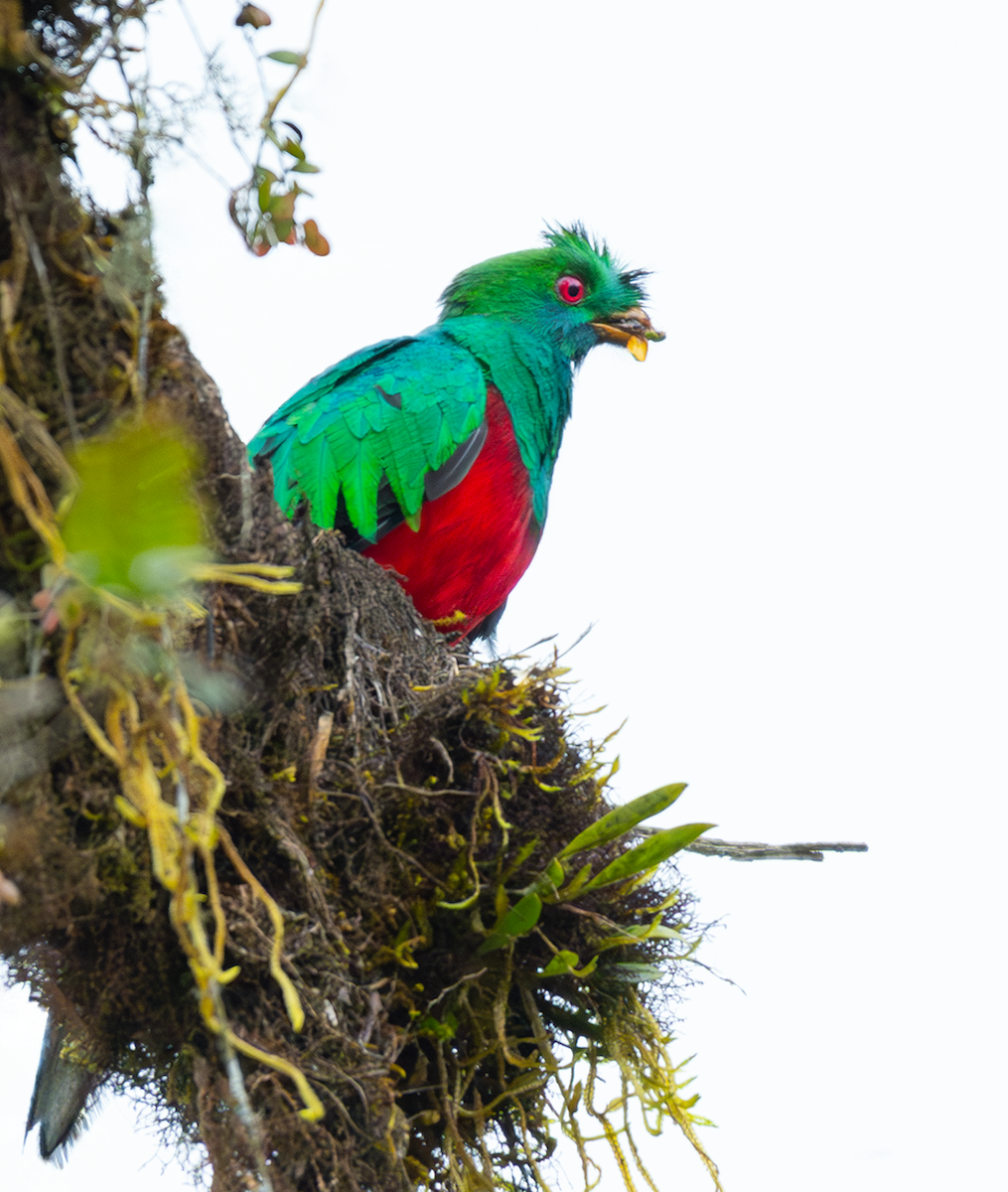 Crested Quetzal - ML643415202