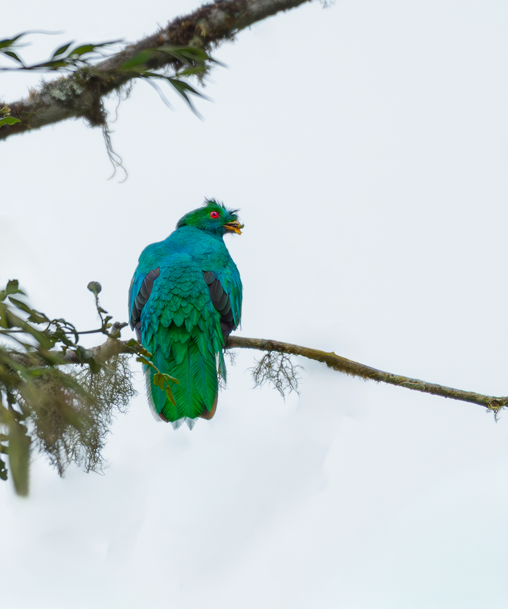 Crested Quetzal - ML643415203