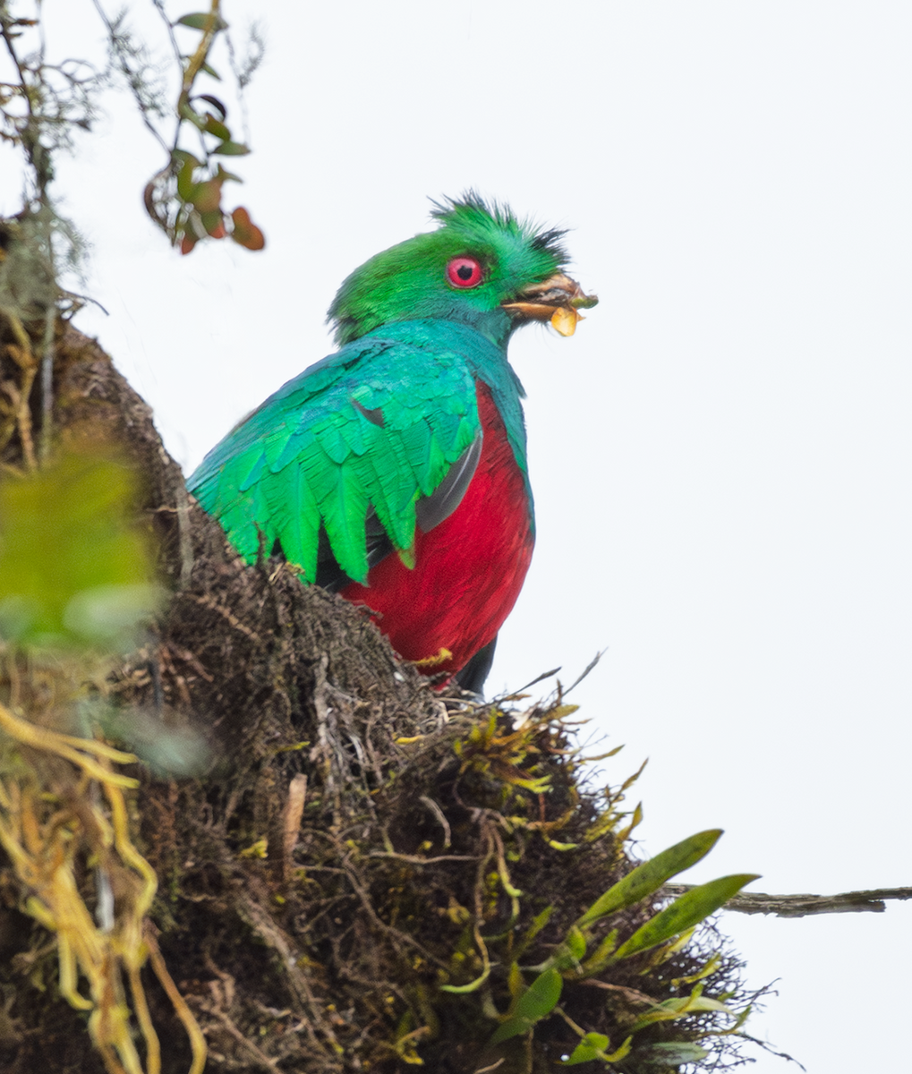 Crested Quetzal - ML643415204