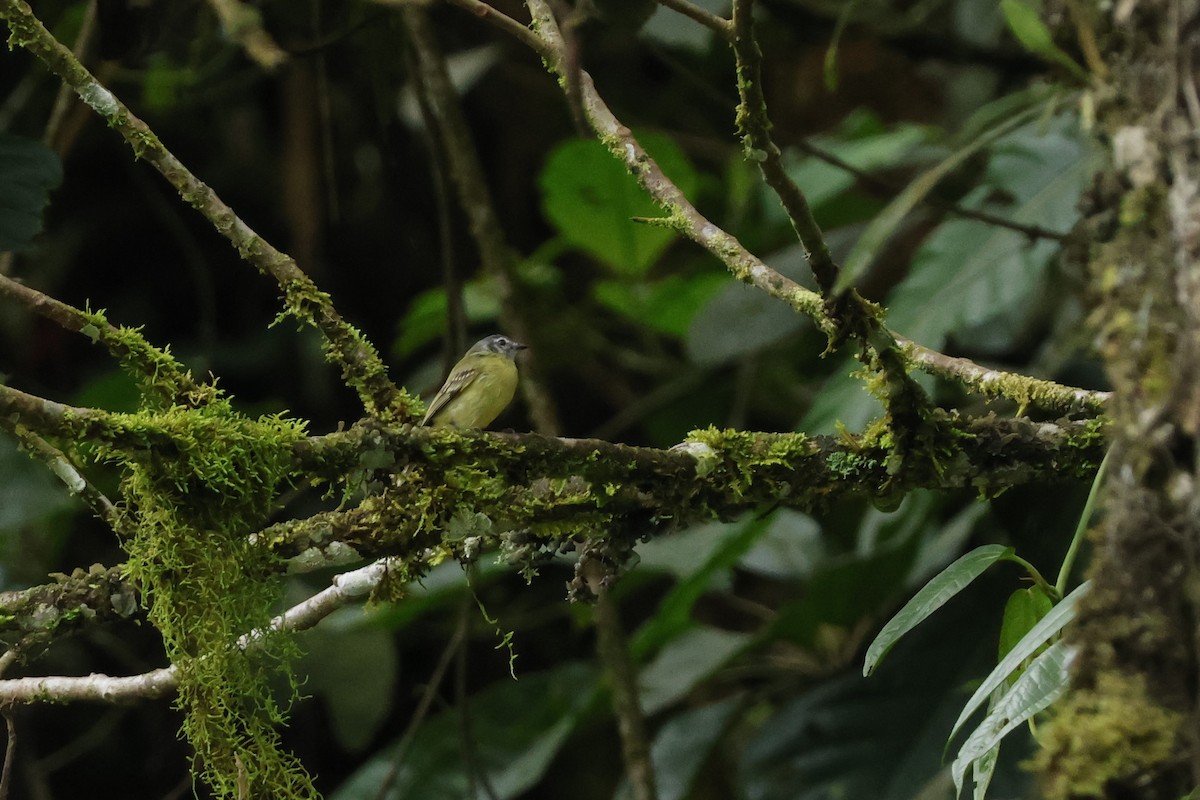 Ecuadorian Tyrannulet - ML643415217