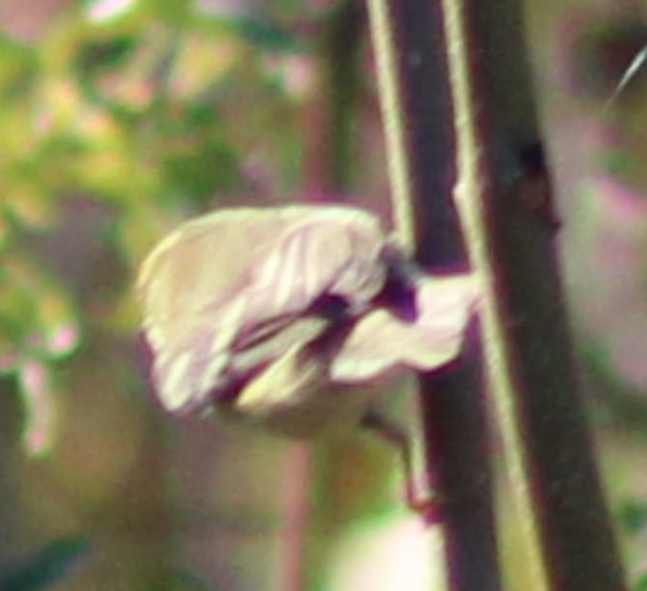 黃眉柳鶯 - ML643415220