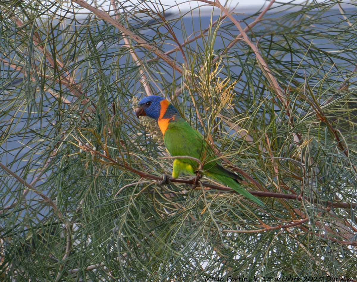 Red-collared Lorikeet - ML643415227
