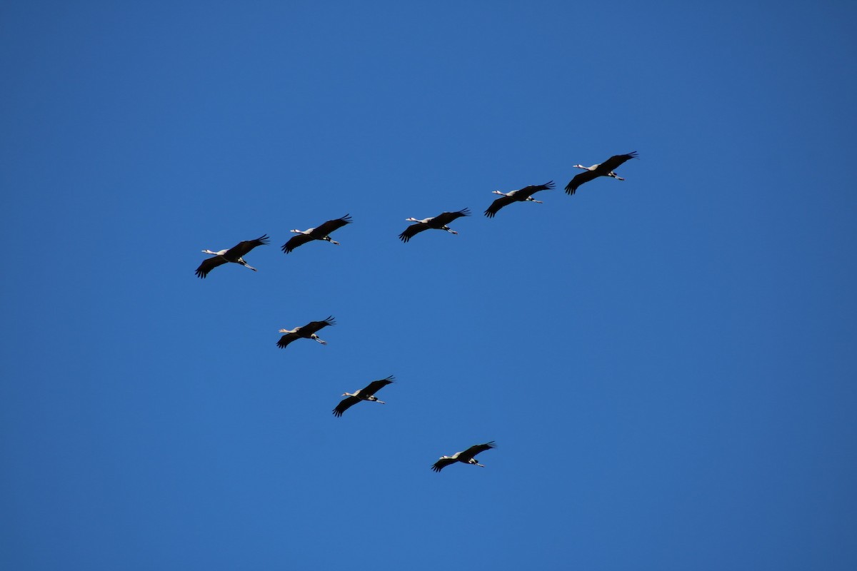 灰鶴 - ML643415232