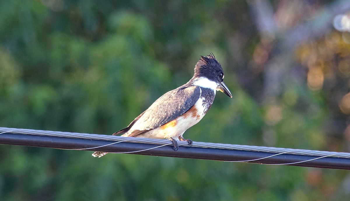 Belted Kingfisher - ML643415238