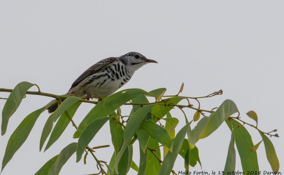 Bar-breasted Honeyeater - ML643415243