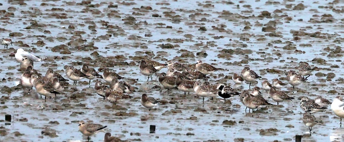 Black-bellied Plover - ML643415244