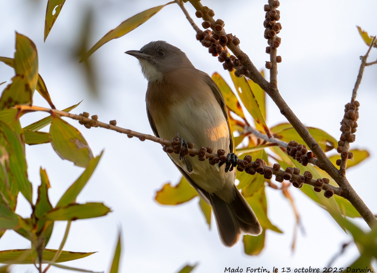 Rufous-banded Honeyeater - ML643415249