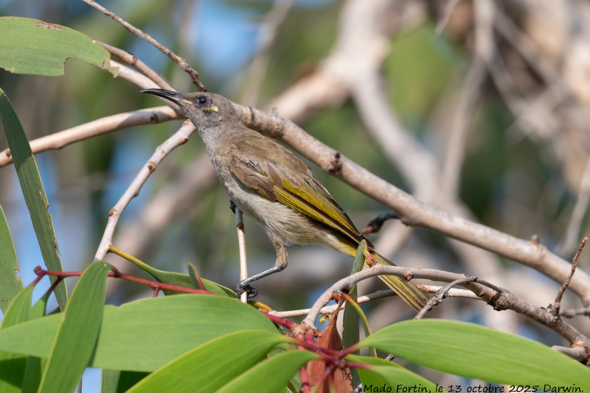 Brown Honeyeater - ML643415259