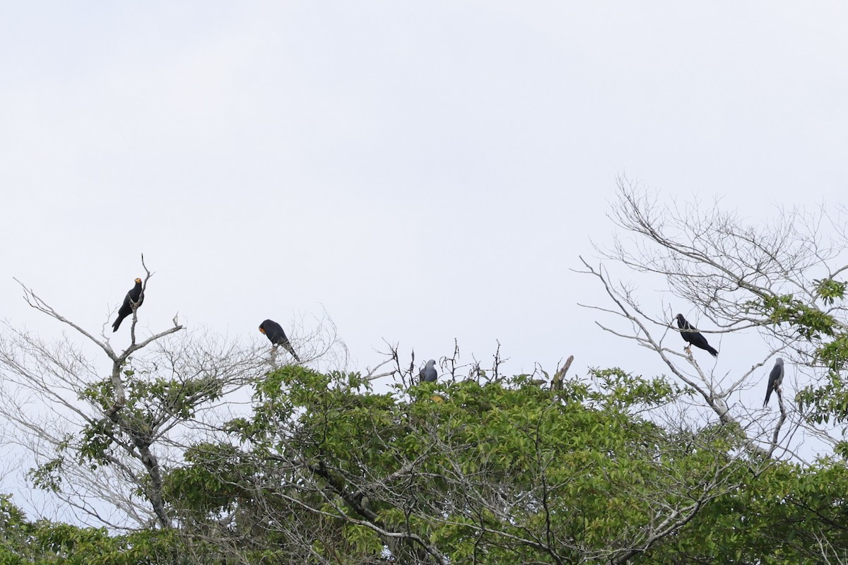 Black Caracara - ML643415260