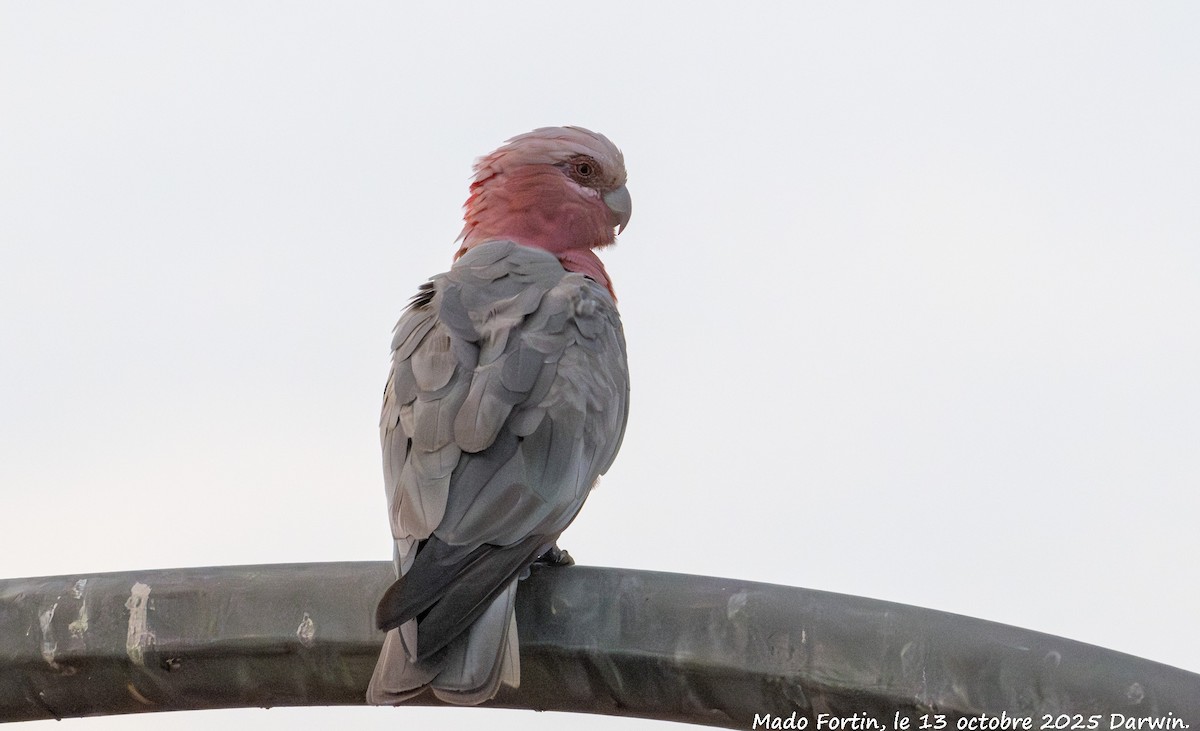 Galah - ML643415271
