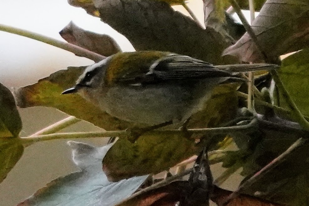 Common Firecrest - ML643415275
