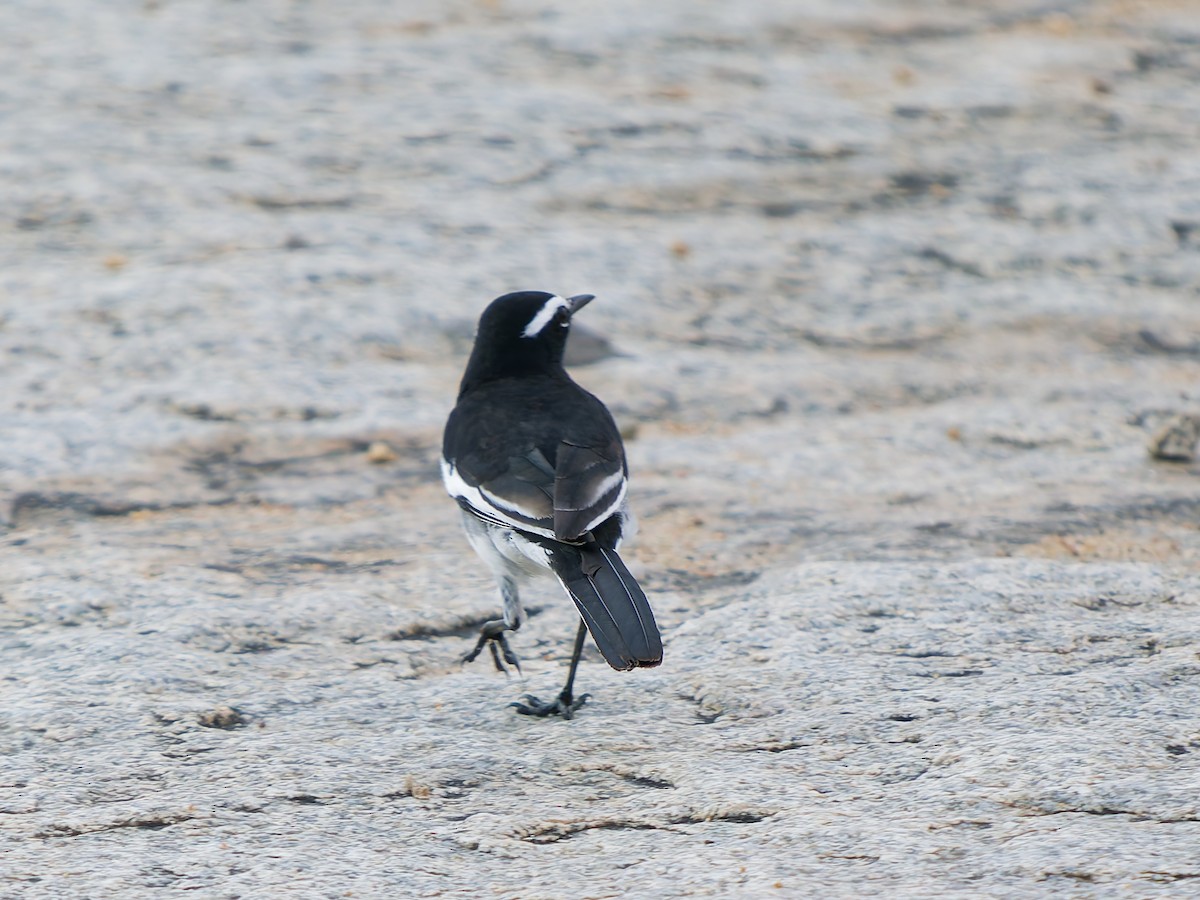 White-browed Wagtail - ML643415283