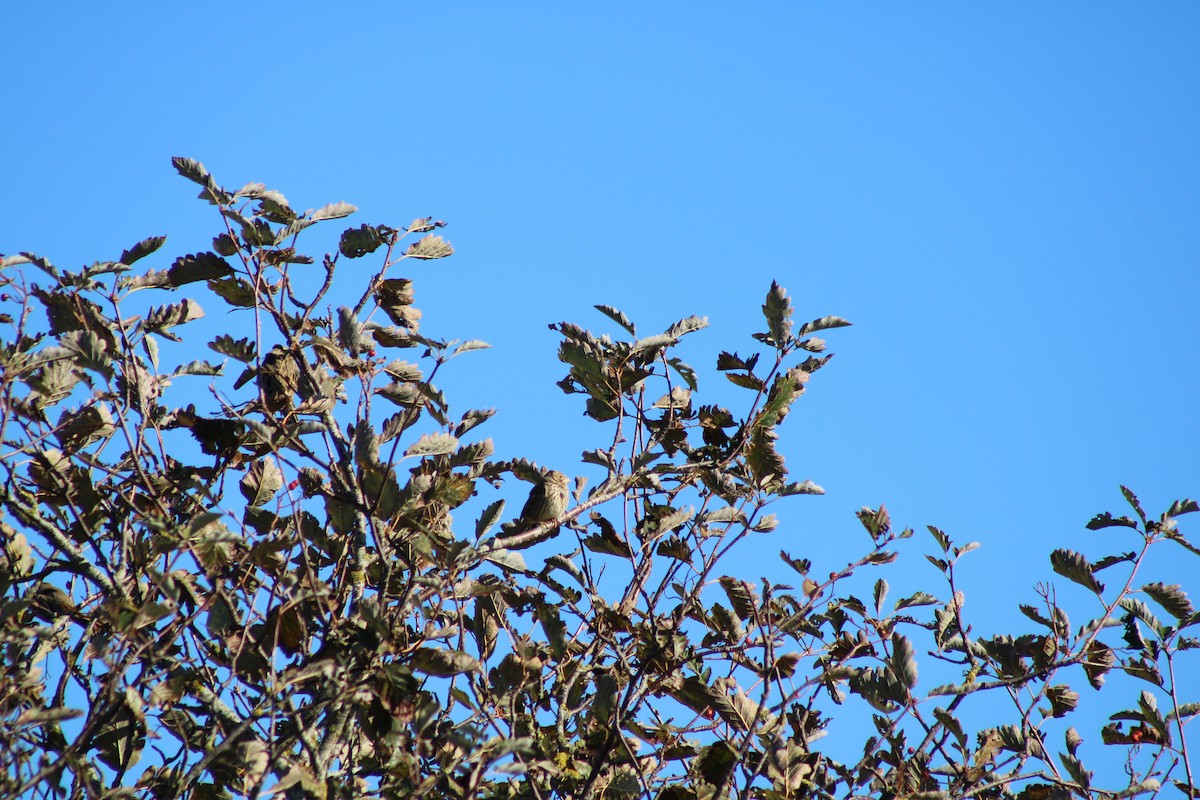 Corn Bunting - ML643415287
