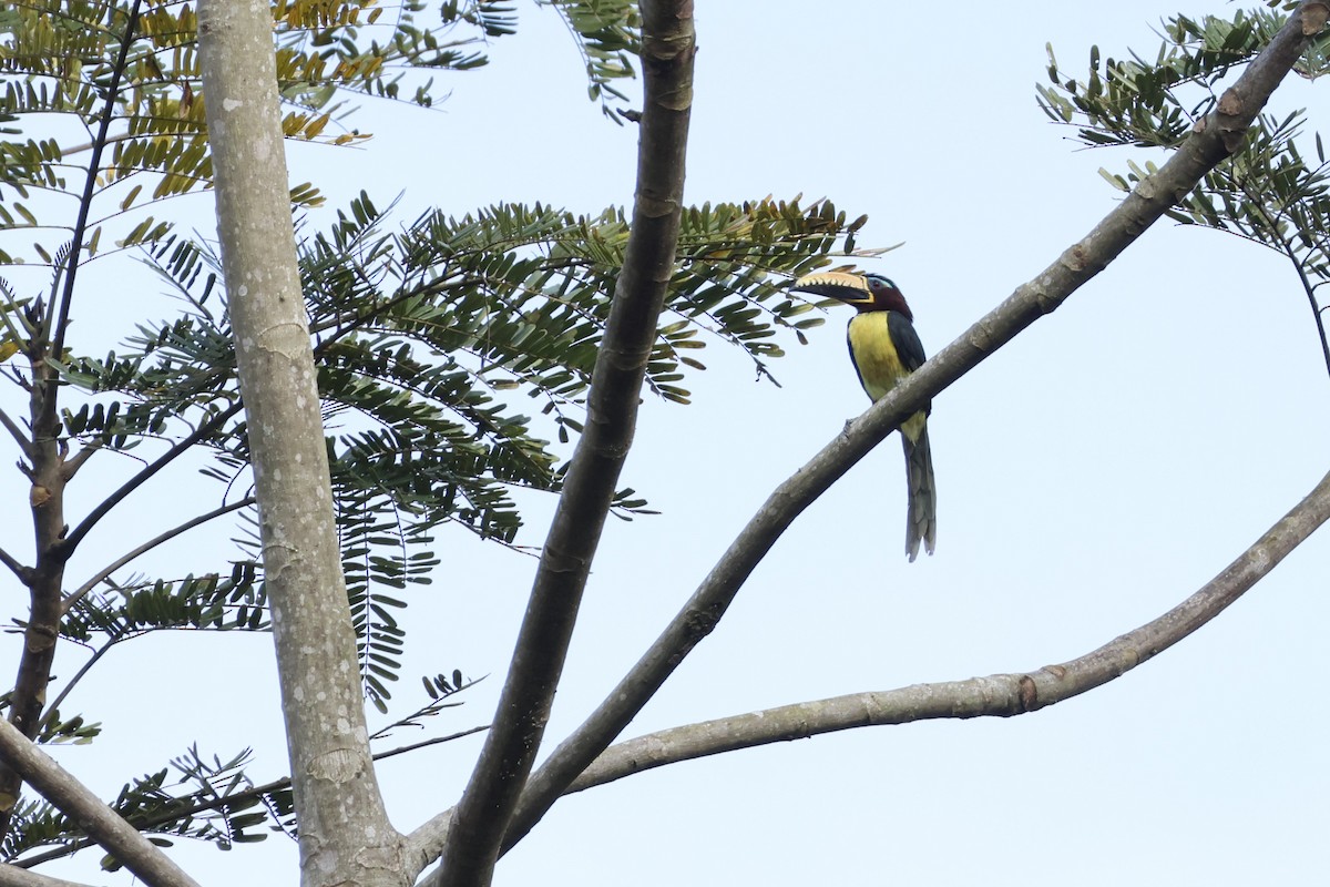 Lettered Aracari - ML643415289