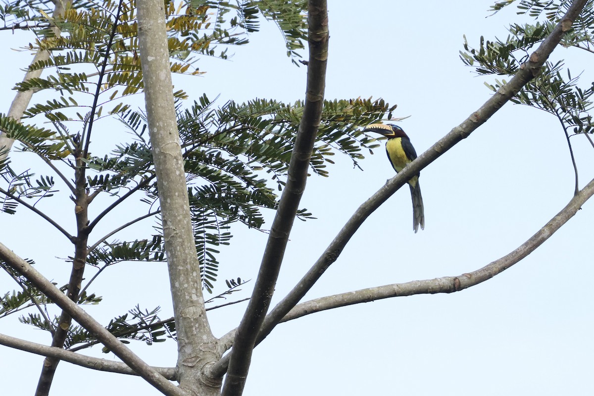 Lettered Aracari - ML643415290