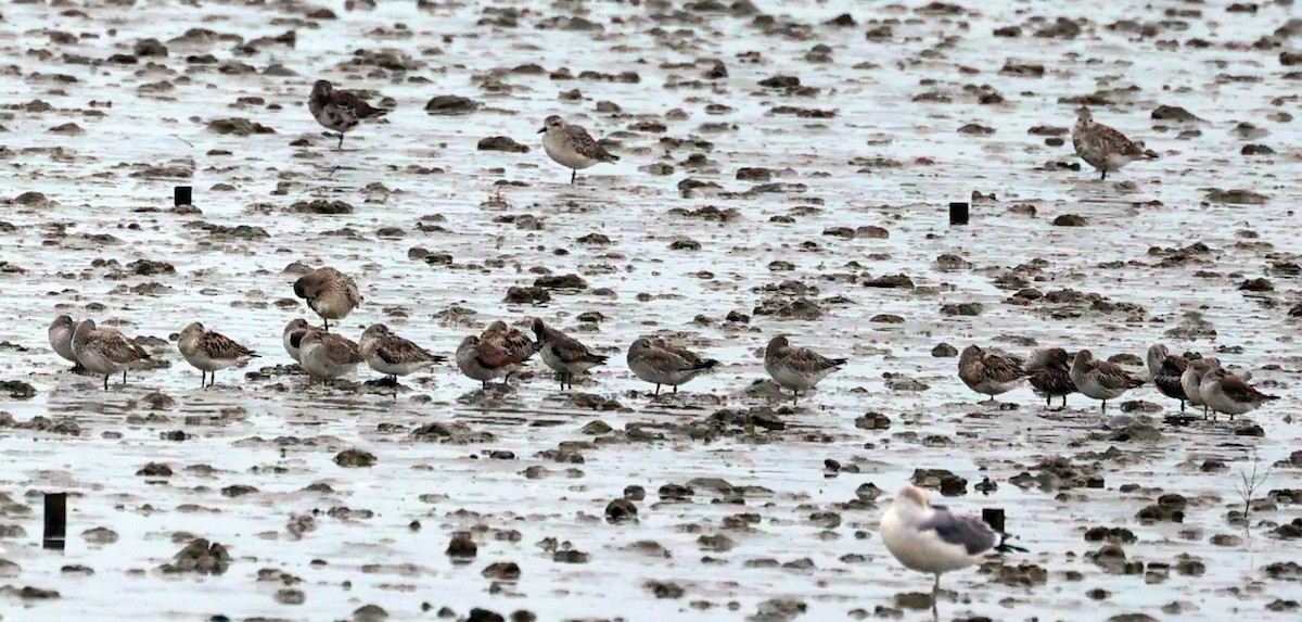 Great Knot - ML643415292