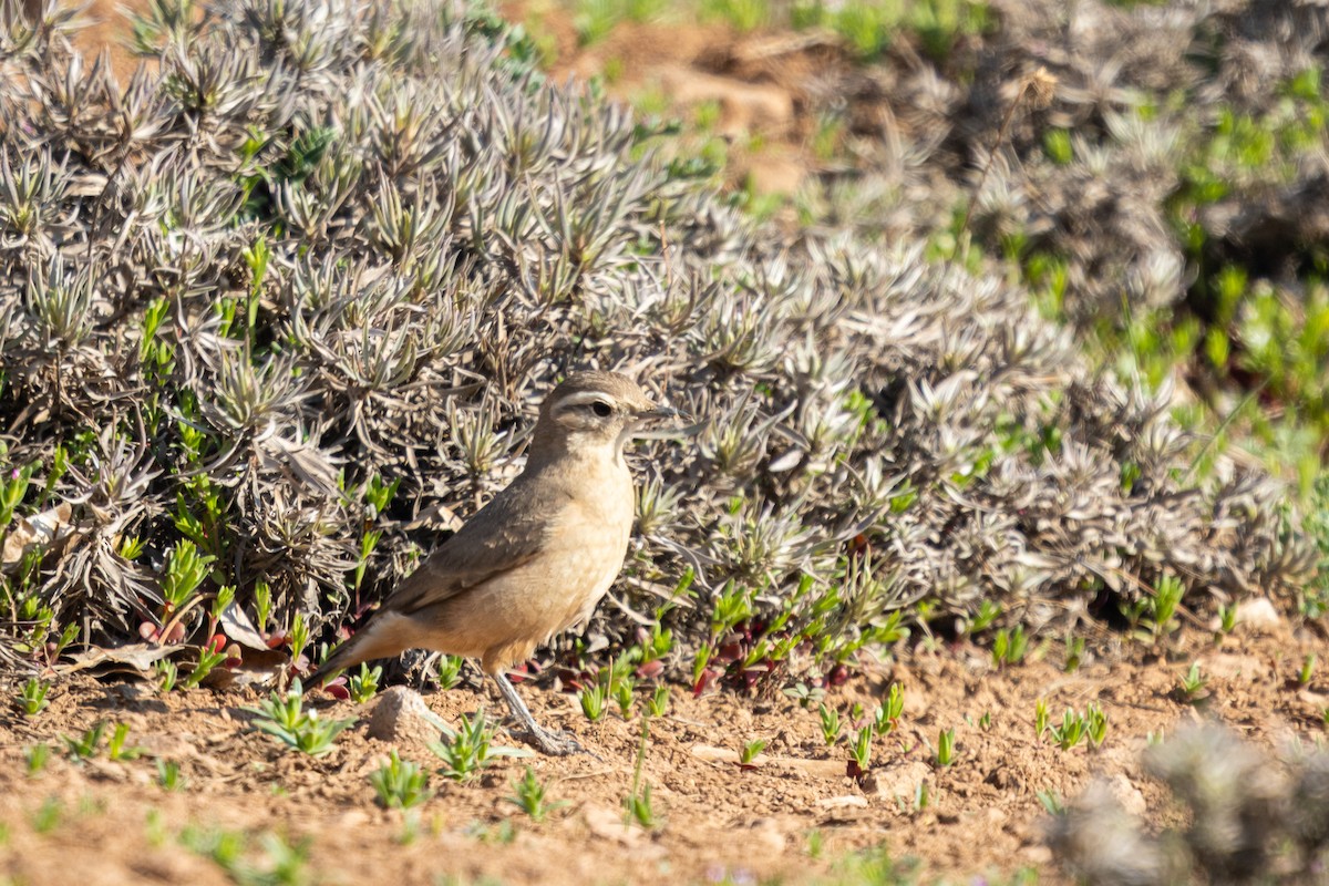 Rufous-banded Miner - ML643415294