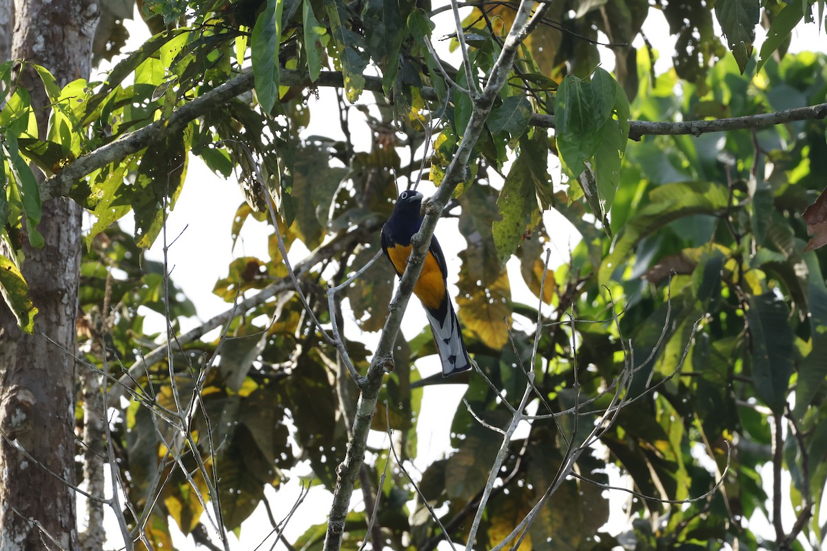 Green-backed Trogon - ML643415297