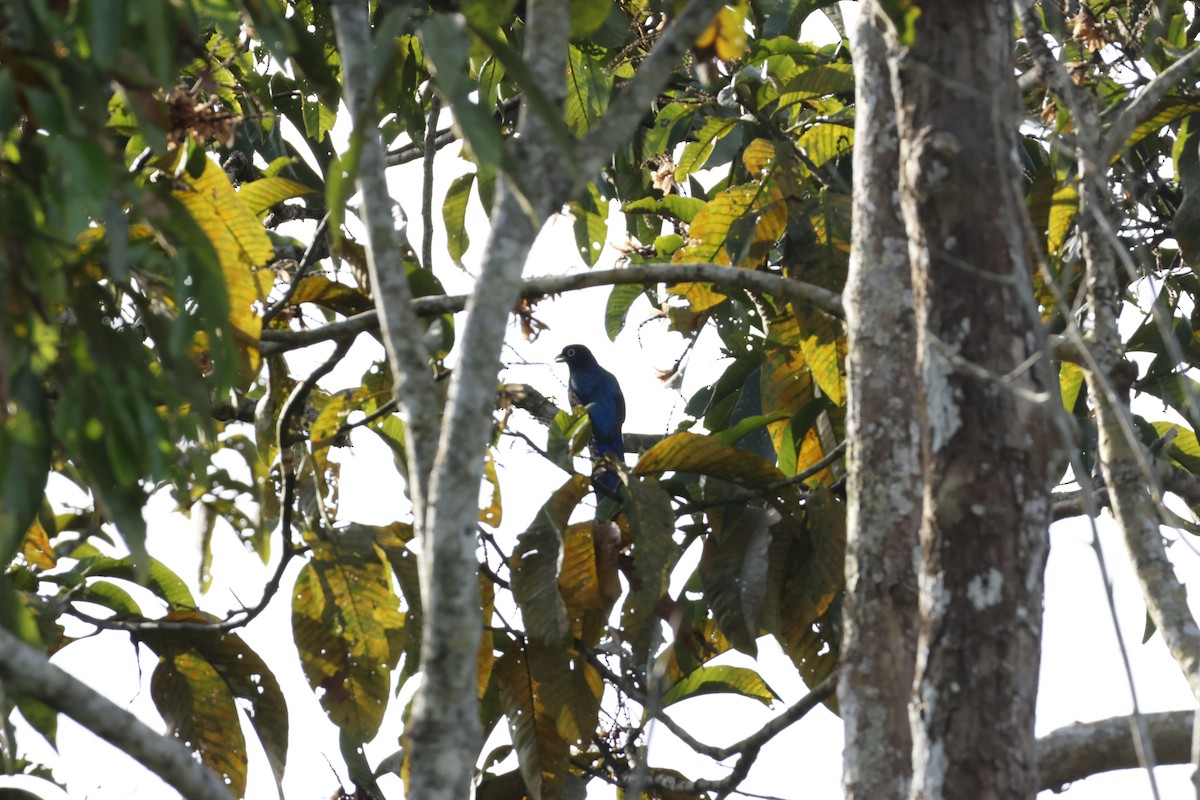 Green-backed Trogon - ML643415298