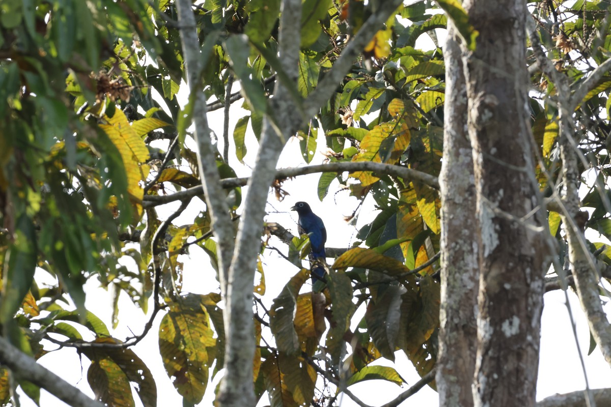 Green-backed Trogon - ML643415299