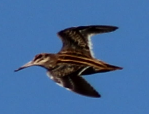 Jack Snipe - ML643415309