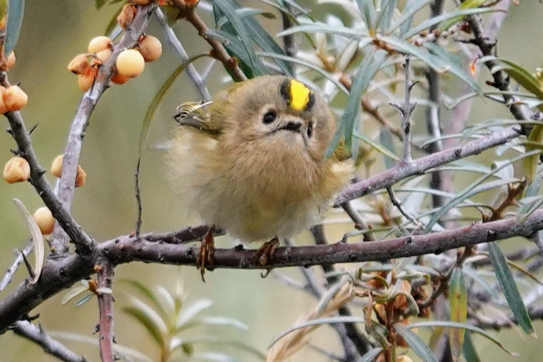 戴菊鳥 - ML643415310