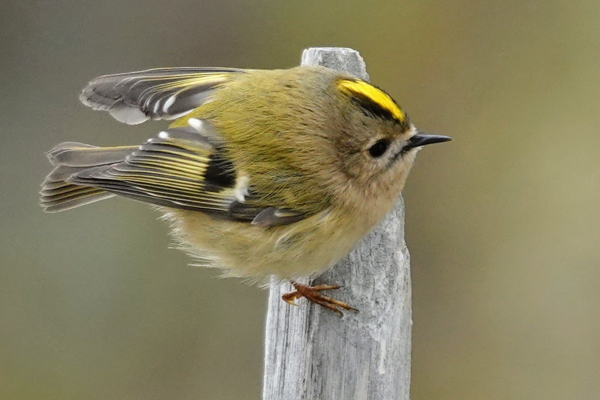 戴菊鳥 - ML643415311