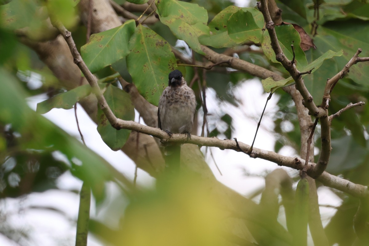 Red-vented x Sooty-headed Bulbul (hybrid) - ML643415319