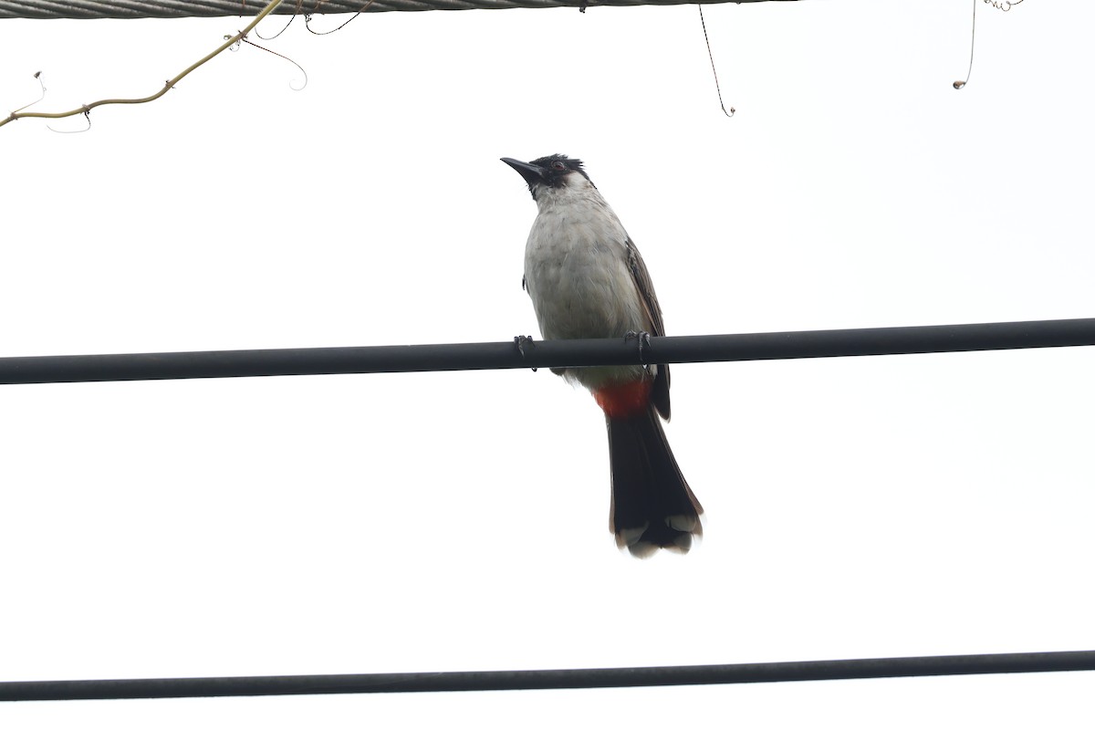 Sooty-headed Bulbul - ML643415320