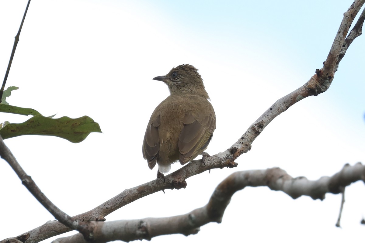 Streak-eared Bulbul - ML643415324
