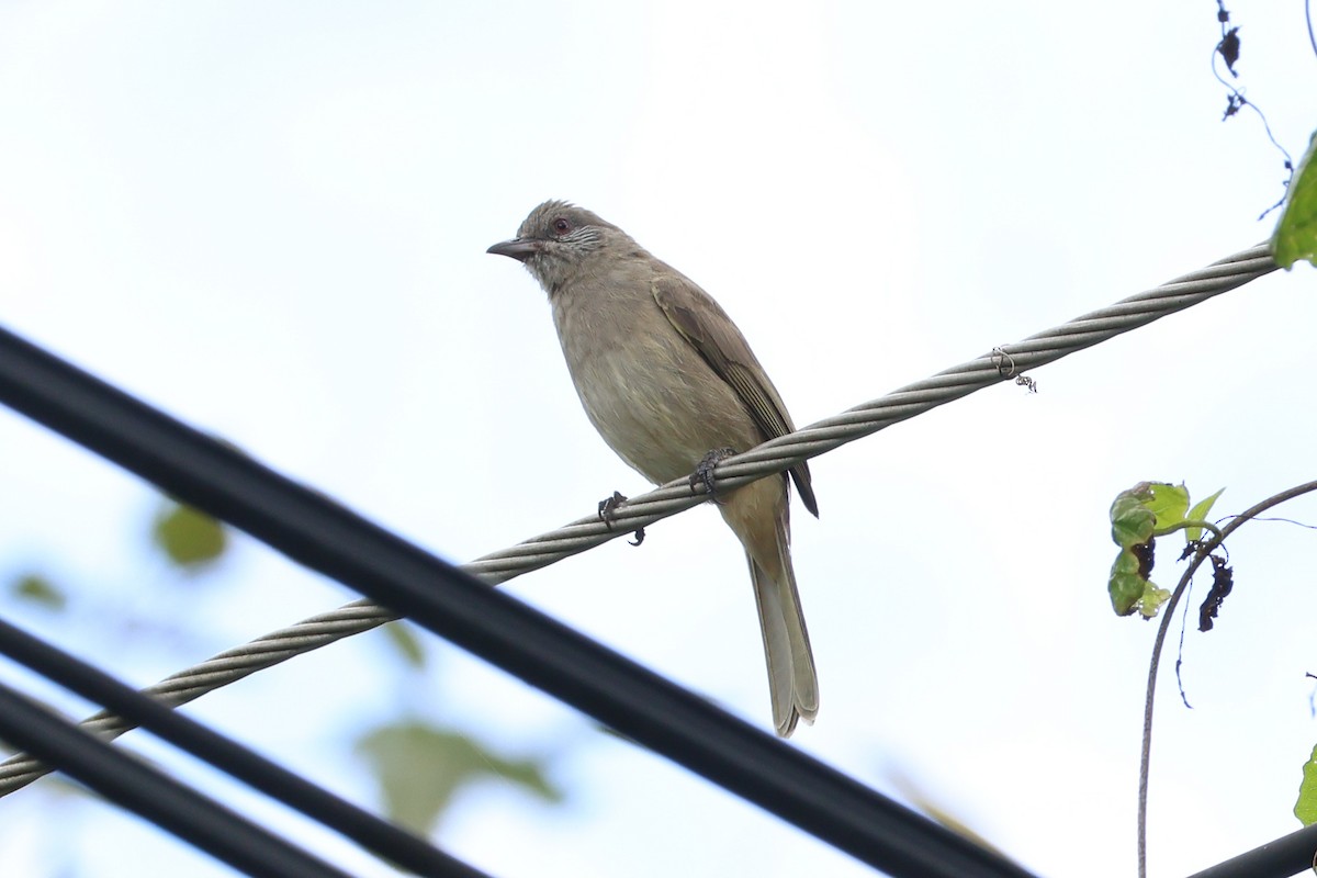 Ayeyarwady Bulbul - ML643415327