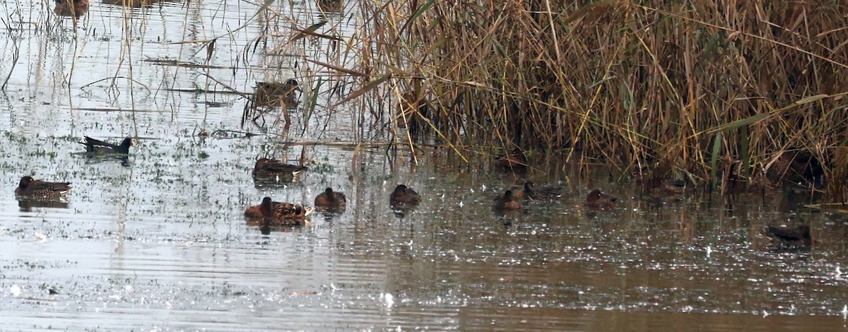 Ундар шумбуур - ML643415329