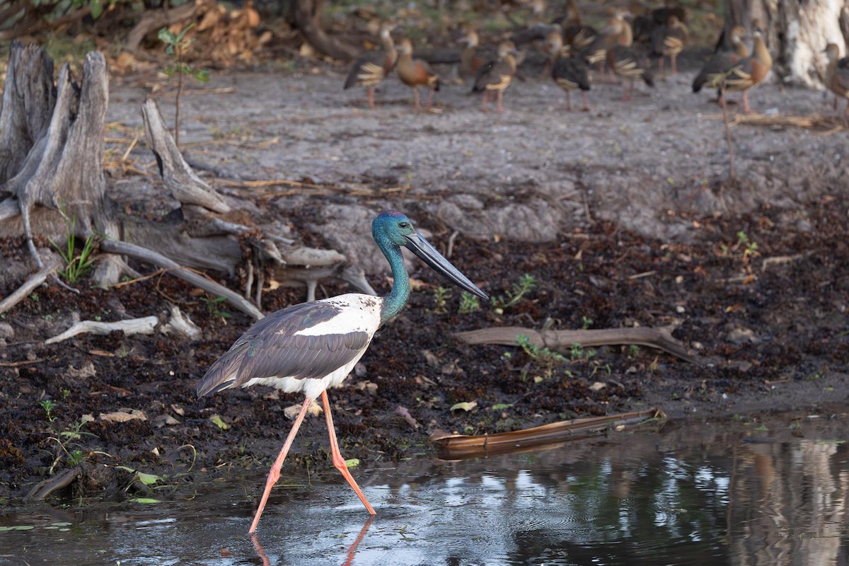 Black-necked Stork - ML643415330