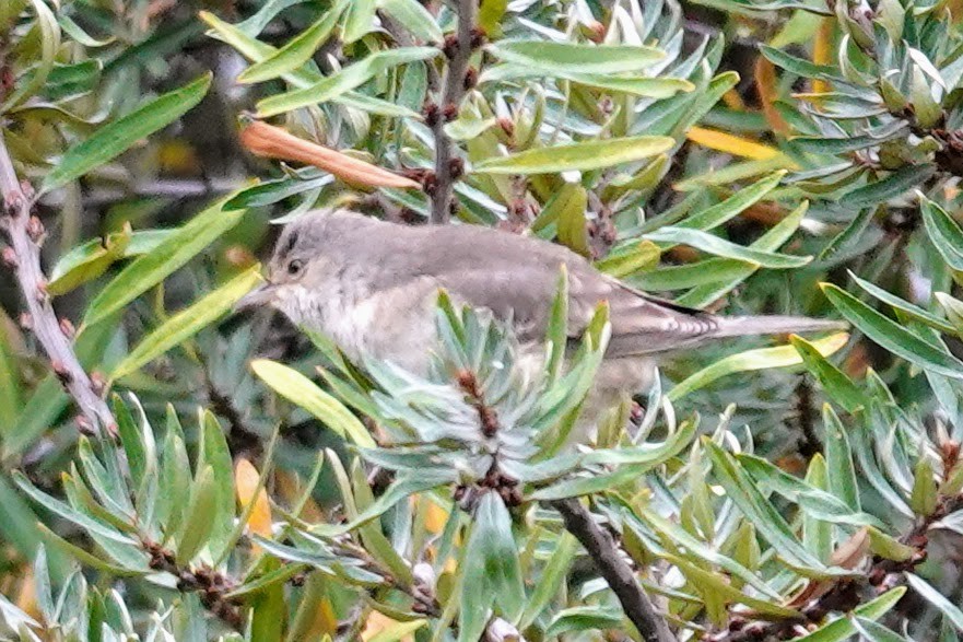 Barred Warbler - ML643415331