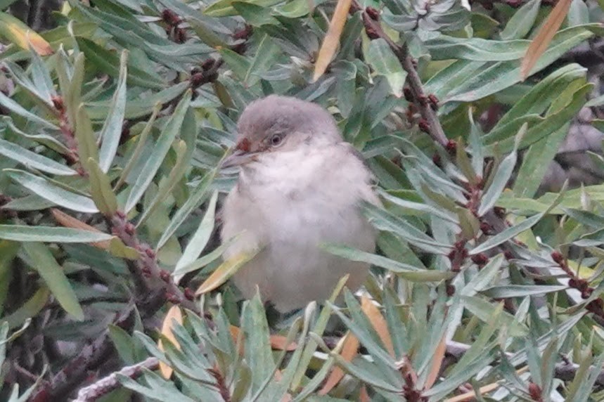 Barred Warbler - ML643415332