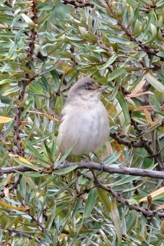 Barred Warbler - ML643415333