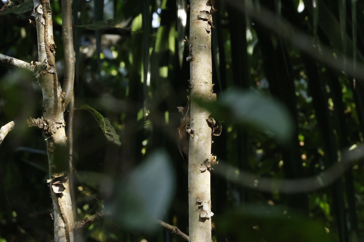 Olivaceous Woodcreeper (Amazonian) - ML643415353