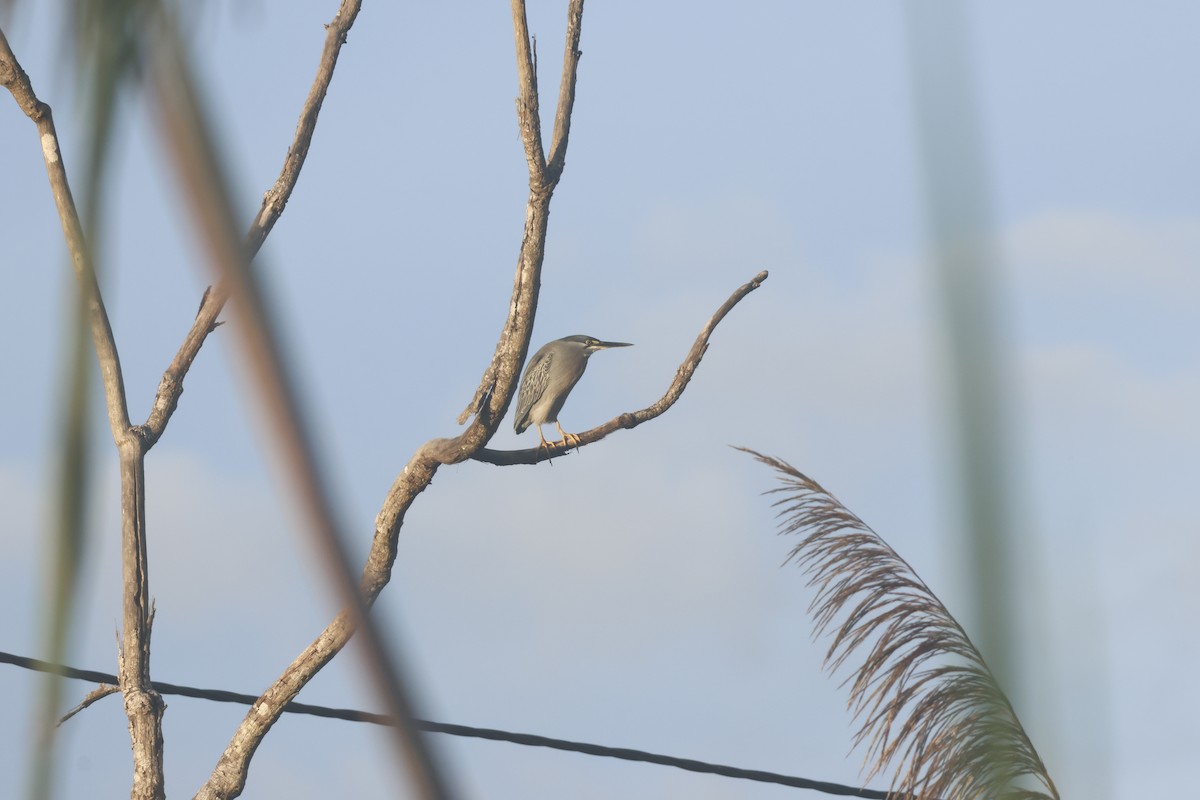 Striated Heron (South American) - ML643415368