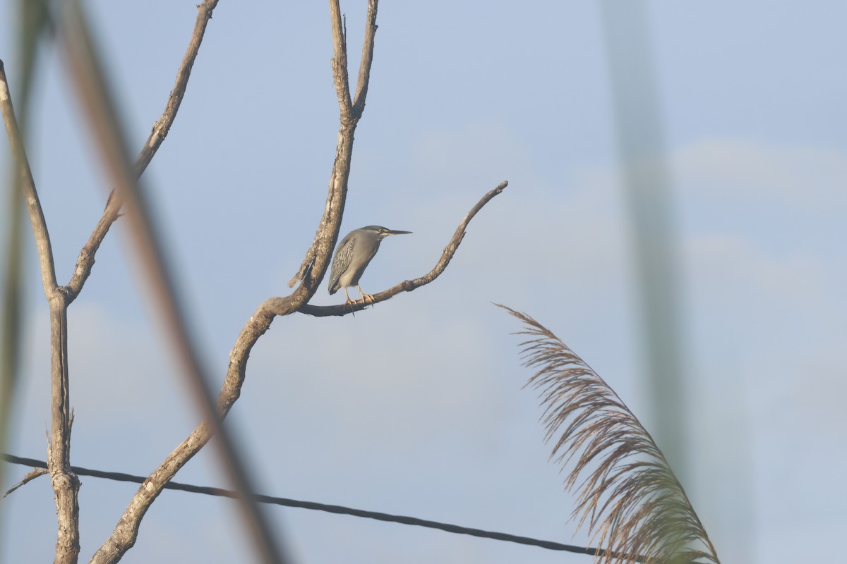 Striated Heron (South American) - ML643415369
