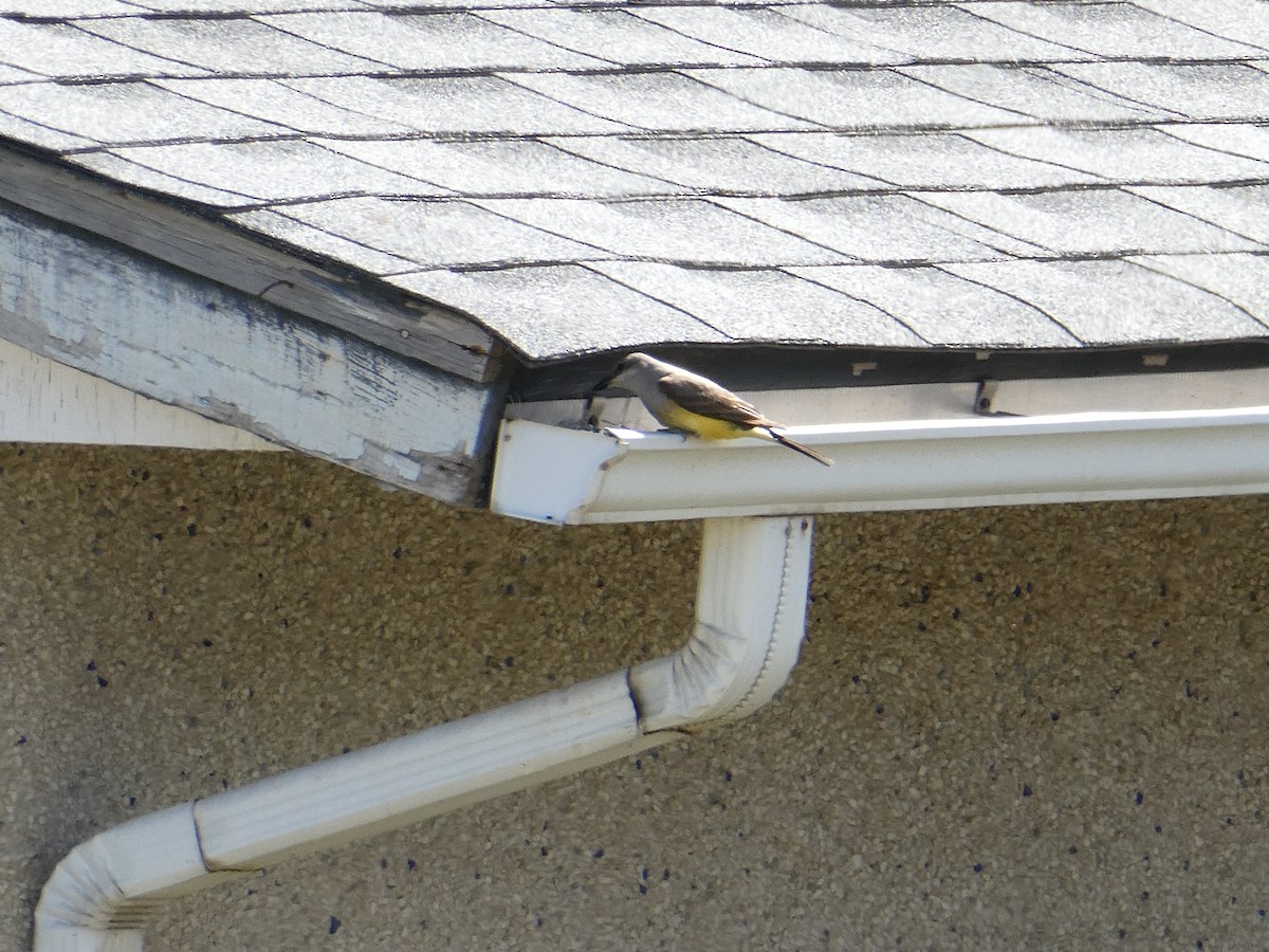 Western Kingbird - ML643415370