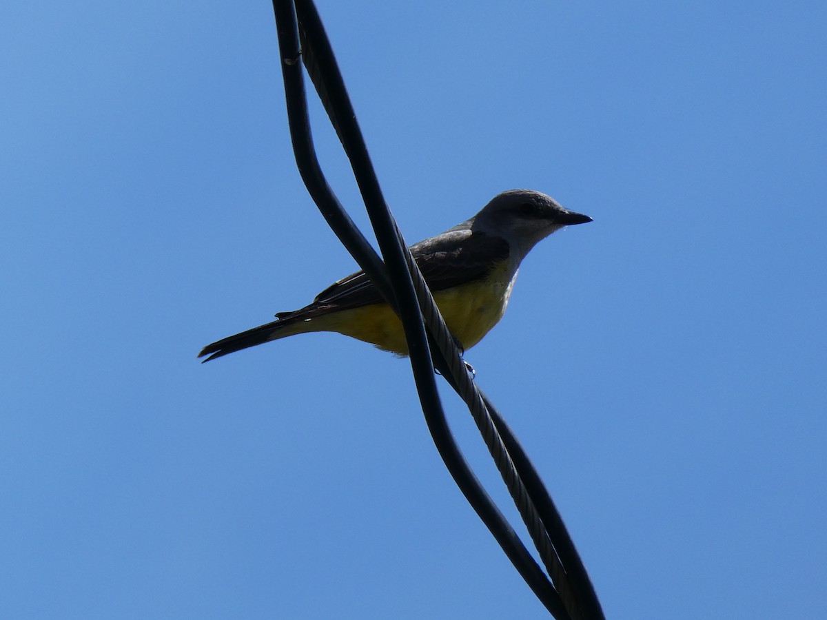 Western Kingbird - ML643415376