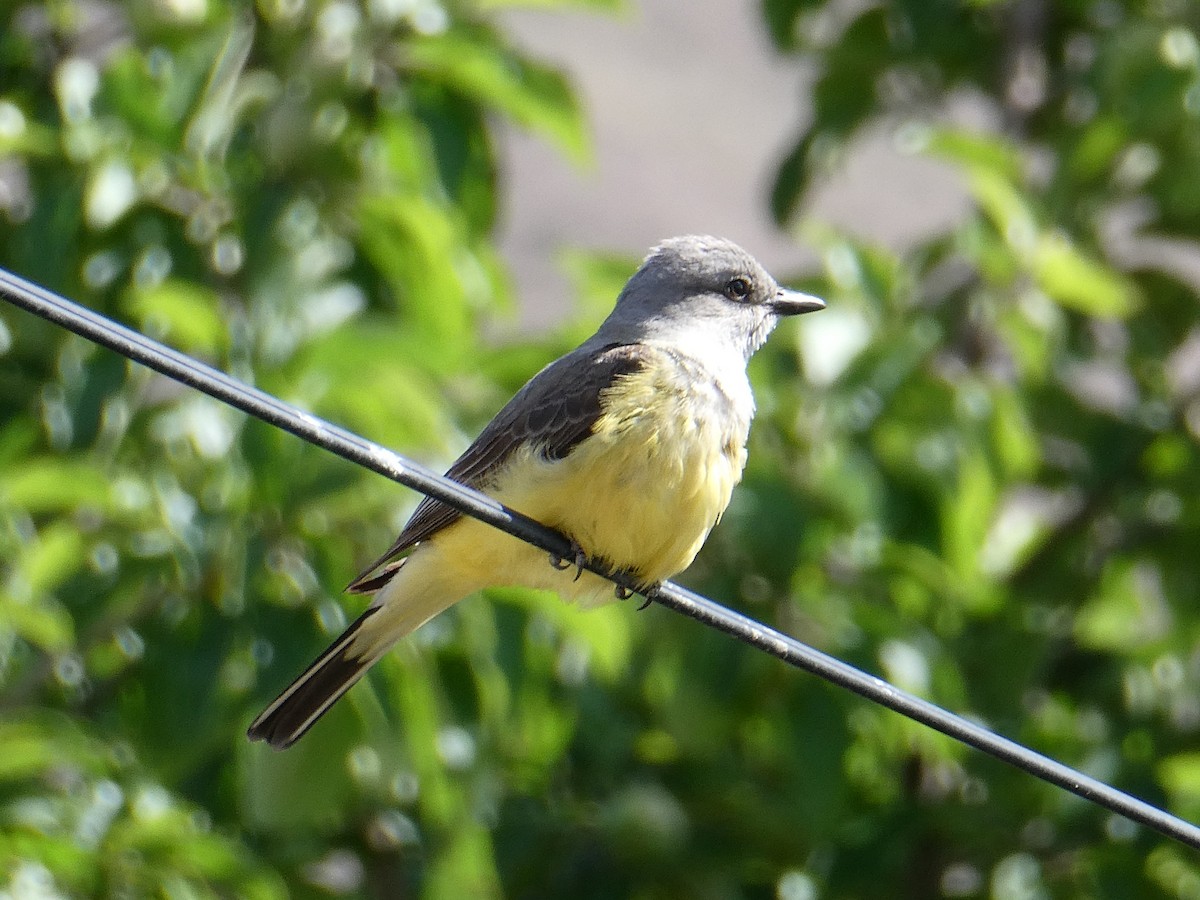 Western Kingbird - ML643415377