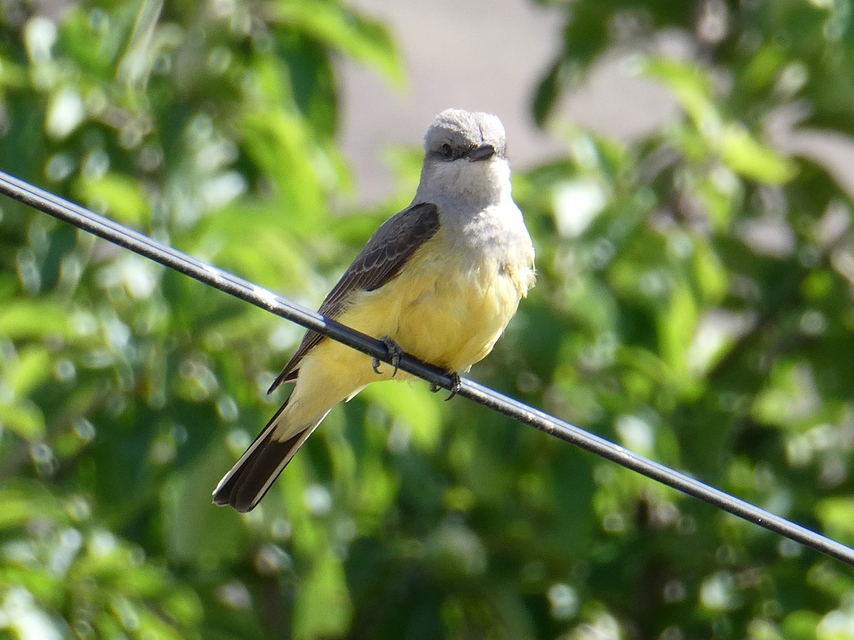Western Kingbird - ML643415379
