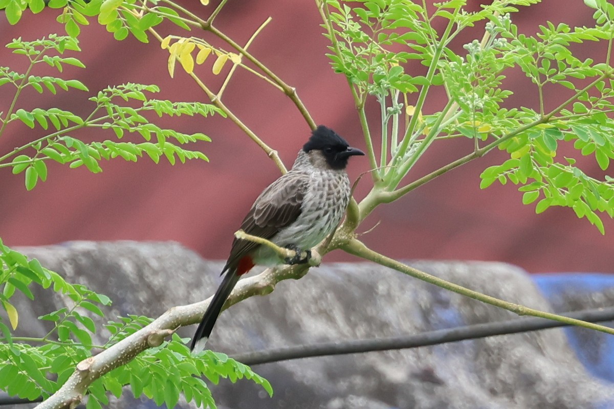 Red-vented Bulbul - ML643415382