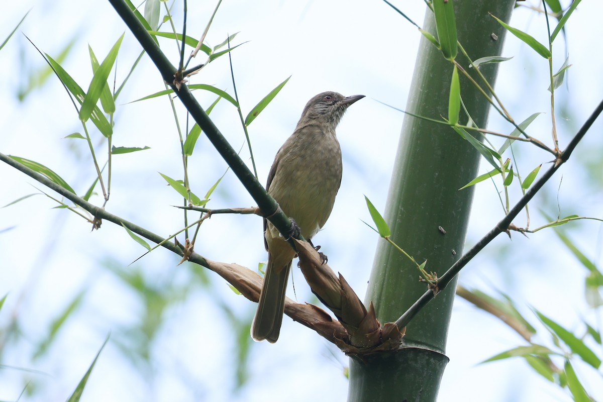 Ayeyarwady Bulbul - ML643415385