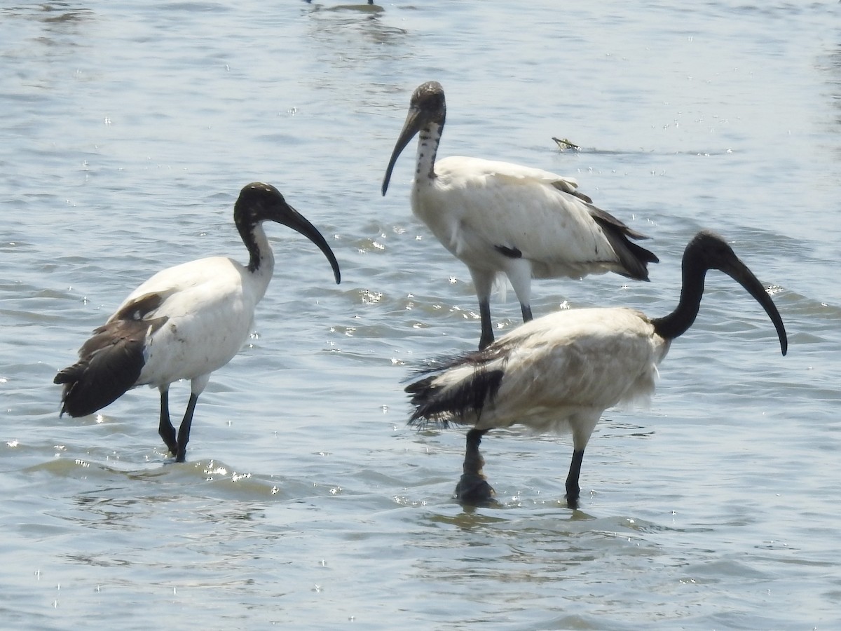 ibis posvátný - ML643415387